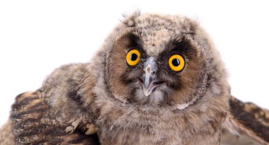 Büyük Boynuzlu Baykuş