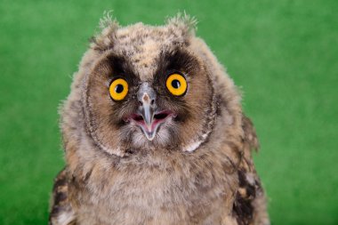 Büyük Boynuzlu Baykuş