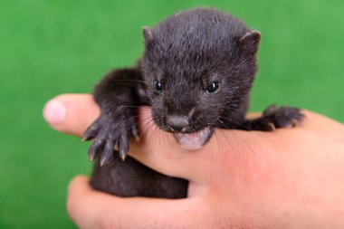 small animal mink clipart