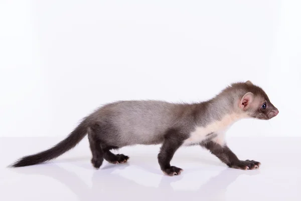 Pequeno roedor de animais — Fotografia de Stock