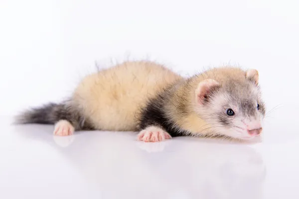 Small animal rodent — Stock Photo, Image