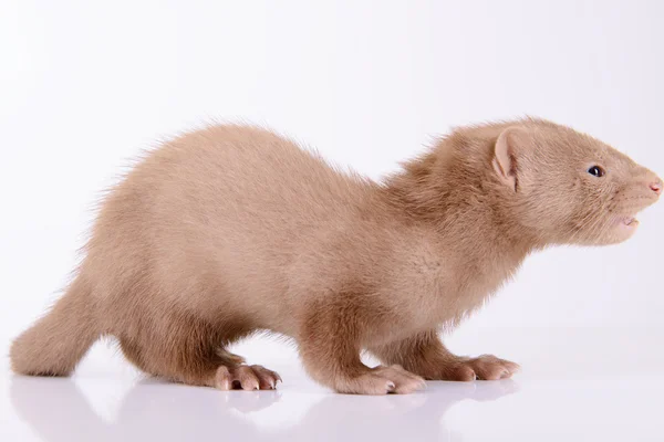 Pequeno roedor de animais — Fotografia de Stock