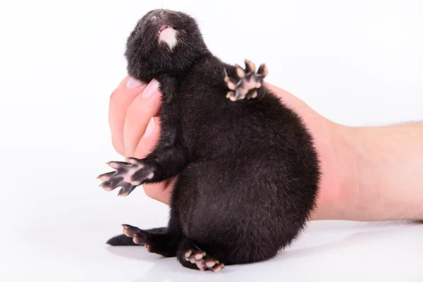 Zwarte dierlijke nerts — Stockfoto