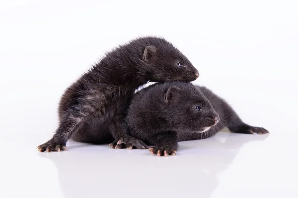 Zwei kleine Nerze — Stockfoto