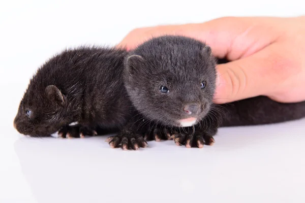 Twee kleine nerts — Stockfoto