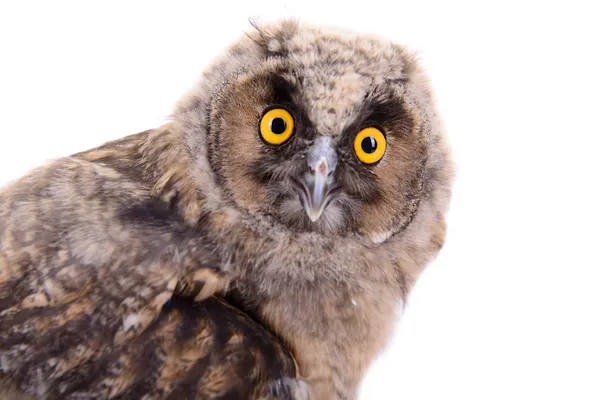 Great Horned Owl — Stock Photo, Image