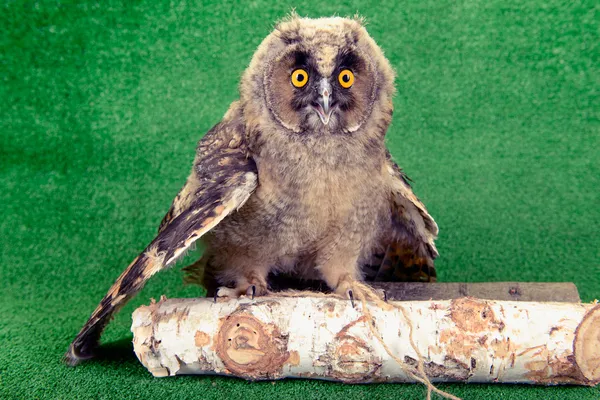 Great Horned Owl — Stock Photo, Image