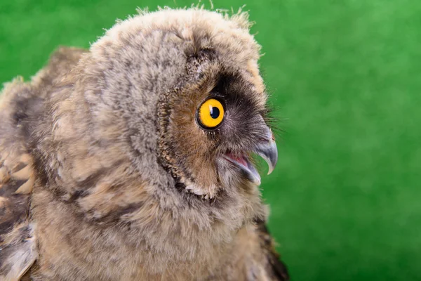 Great Horned Owl — Stock Photo, Image