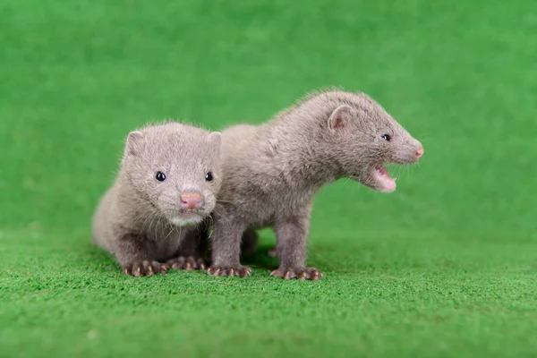 灰色の動物ミンク — ストック写真