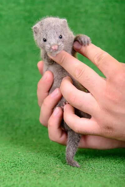 灰色の動物ミンク — ストック写真