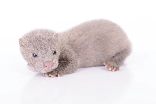 Grå djur mink — Stockfoto