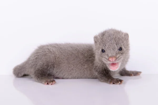 Grauer tierischer Nerz — Stockfoto