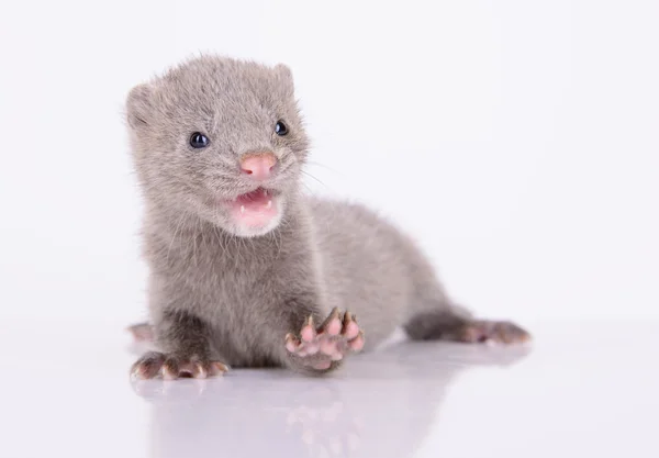 灰色の動物ミンク — ストック写真