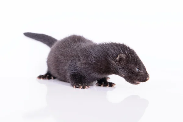 Black animal mink — Stock Photo, Image