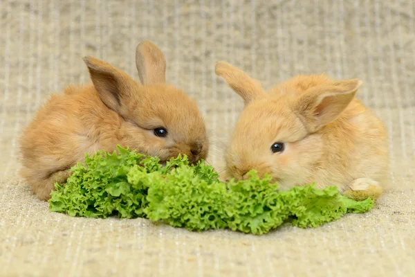 Newborn brown rabbit — Stock Photo, Image