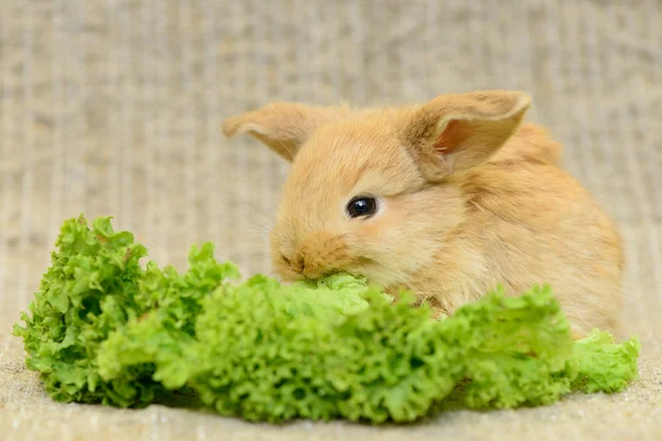 新生儿棕兔 — 图库照片