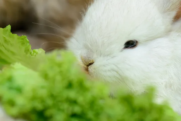 Coniglio bianco appena nato — Foto Stock