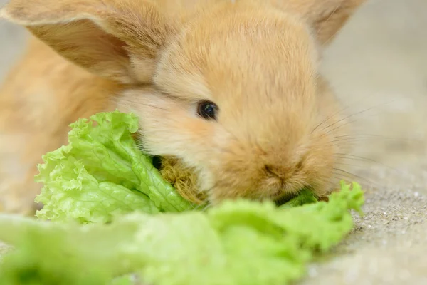 Newborn brown rabbit — Stock Photo, Image