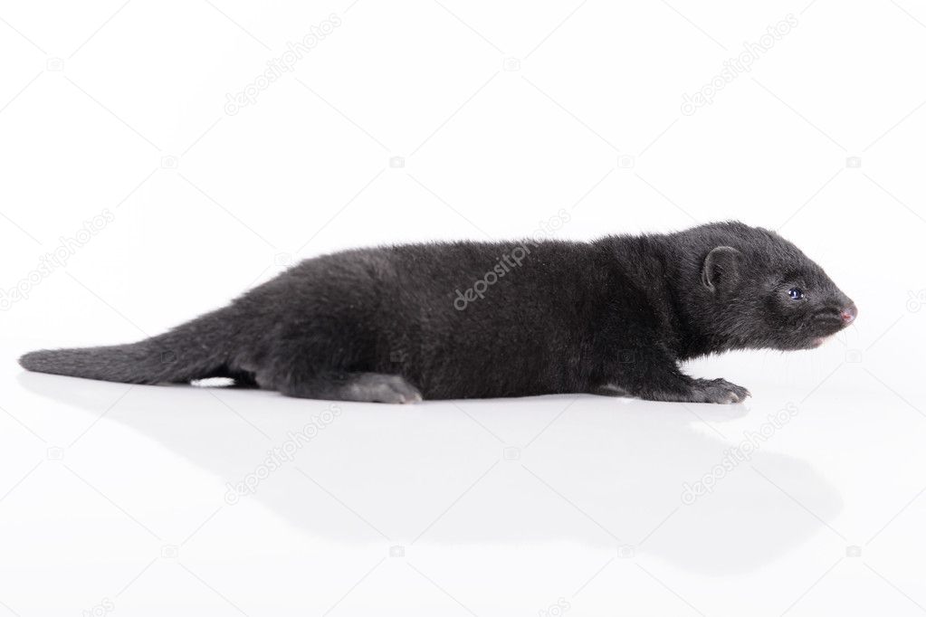 small animal mink