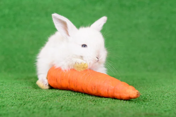 Lapin à la carotte — Photo