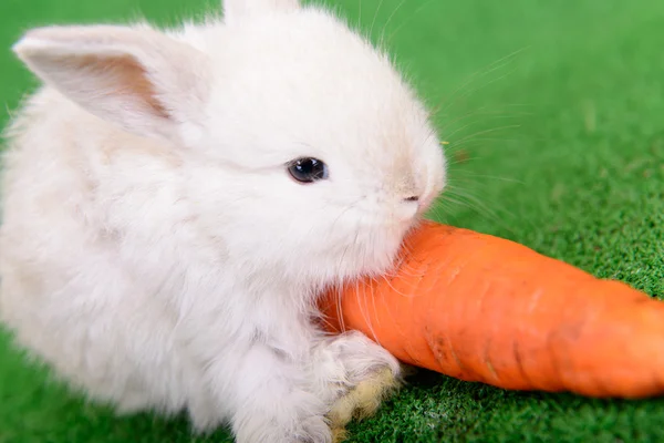 Rabbit with carrot — Stock Photo, Image