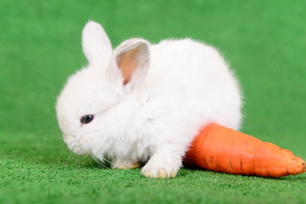 Rabbit with carrot — Stock Photo, Image