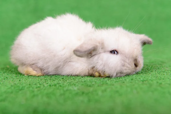 Little newborn rabbit — Stock Photo, Image