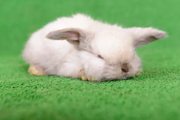 Little newborn rabbit — Stock Photo, Image