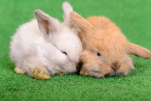 Small newborn rabbits — Stock Photo, Image