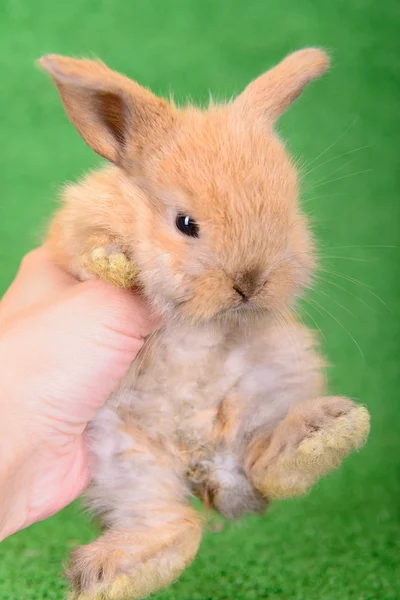 Little newborn rabbit — Stock Photo, Image