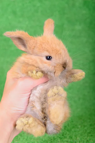 Little newborn rabbit — Stock Photo, Image