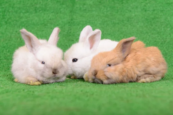 Small newborn rabbits — Stock Photo, Image