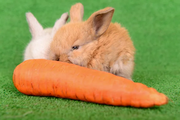 Rabbit with carrot — Stock Photo, Image