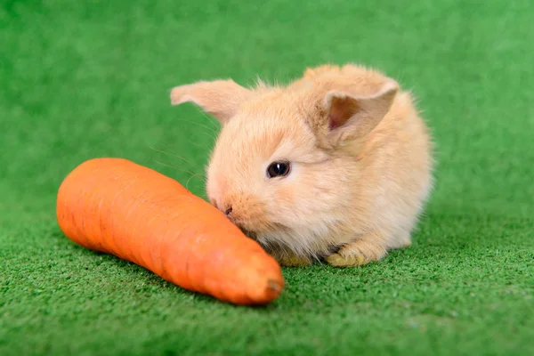 Coniglio con carota — Foto Stock