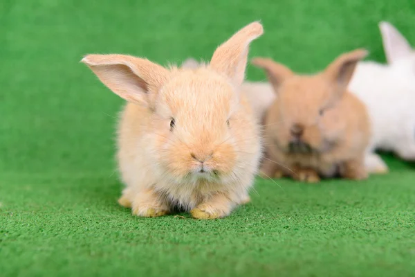 Coelhos recém-nascidos pequenos — Fotografia de Stock