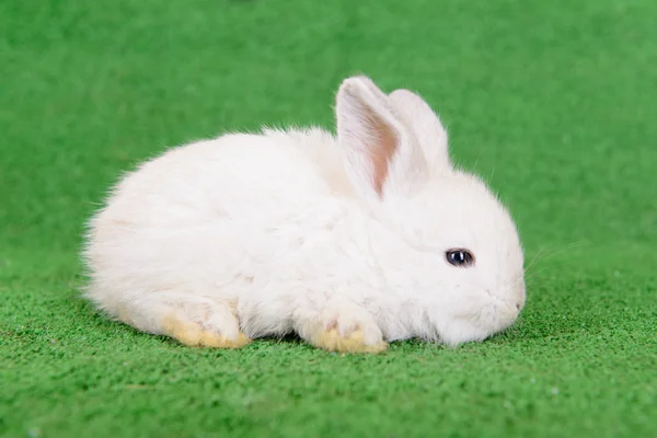 Little newborn rabbit — Stock Photo, Image