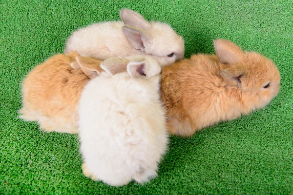 Small newborn rabbits — Stock Photo, Image