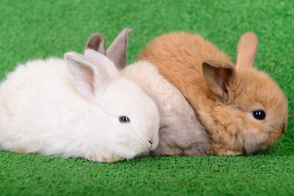 Small newborn rabbits — Stock Photo, Image