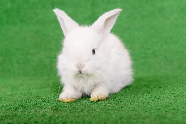 Little newborn rabbit — Stock Photo, Image