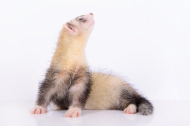 Genç hayvan yaban gelinciği