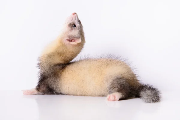Молода тварина ferret — стокове фото