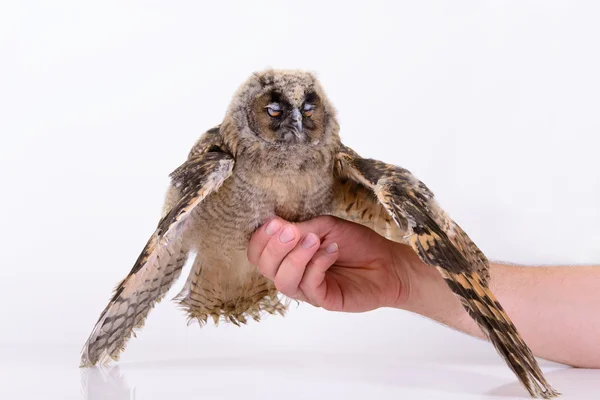 Bird owl sleeps — Stock Photo, Image