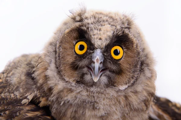 Bird owl isolated — Stock Photo, Image