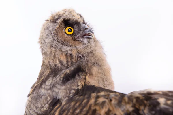 Bird owl isolated — Stock Photo, Image