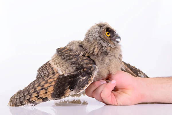 Bird owl sitting — Stock Photo, Image