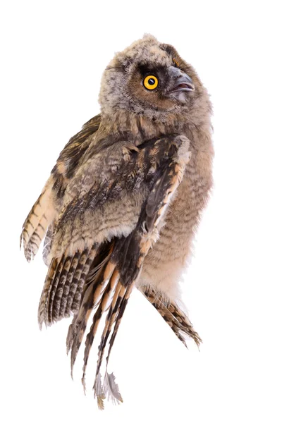 Bird owl isolated — Stock Photo, Image