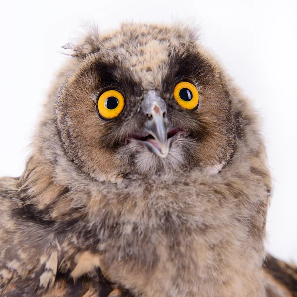 Bird owl isolated — Stock Photo, Image