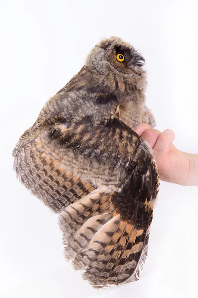 Bird owl sitting — Stock Photo, Image