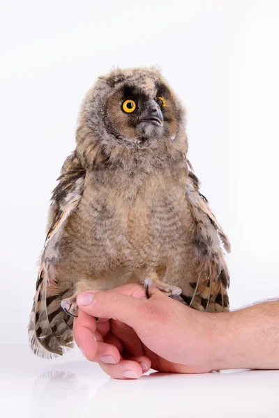 Bird owl sitting — Stock Photo, Image