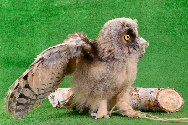 Young bird owl — Stock Photo, Image